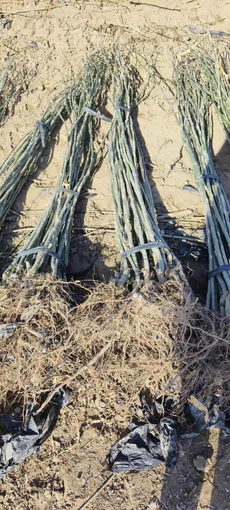 新疆杨杨树苗青杨树苗大量供应可视频看货欢迎来电采购