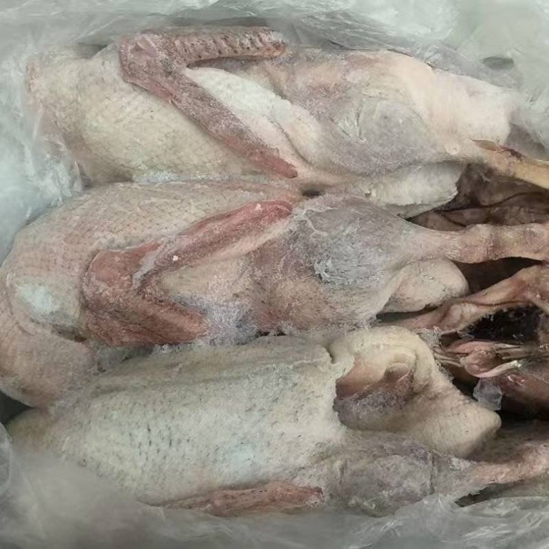 二级麻鸭单只4斤左右12吨