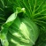 迎春翠翡白菜，无虫眼，无麻叶，皮薄肉厚