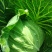 迎春翠翡白菜，无虫眼，无麻叶，皮薄肉厚