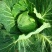迎春翠翡白菜，无虫眼，无麻叶，皮薄肉厚
