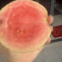 红宝石芭乐番石榴无籽系列