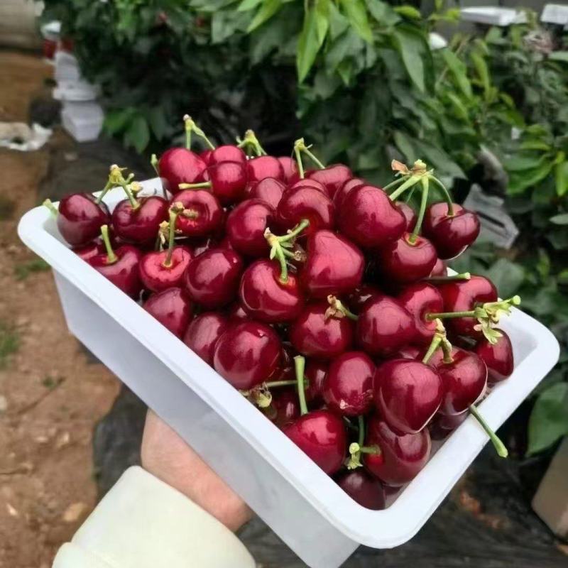 大连美早精品大樱桃