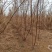 红柳小苗/柽柳小苗/碱蓬苗/盐松