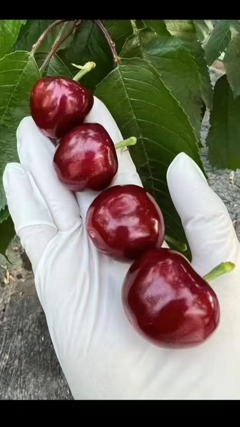 大连美早精品大樱桃