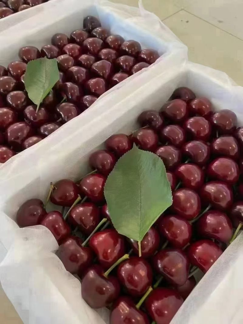 大连美早精品大樱桃