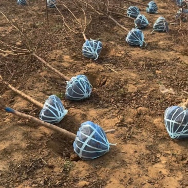 山杏