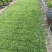 马尼拉草皮/承接园林绿化/基地直发/欢迎咨询