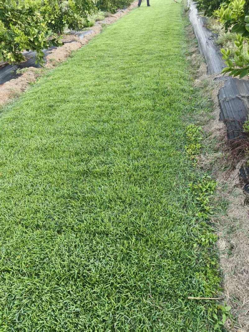 马尼拉草皮/承接园林绿化/基地直发/欢迎咨询