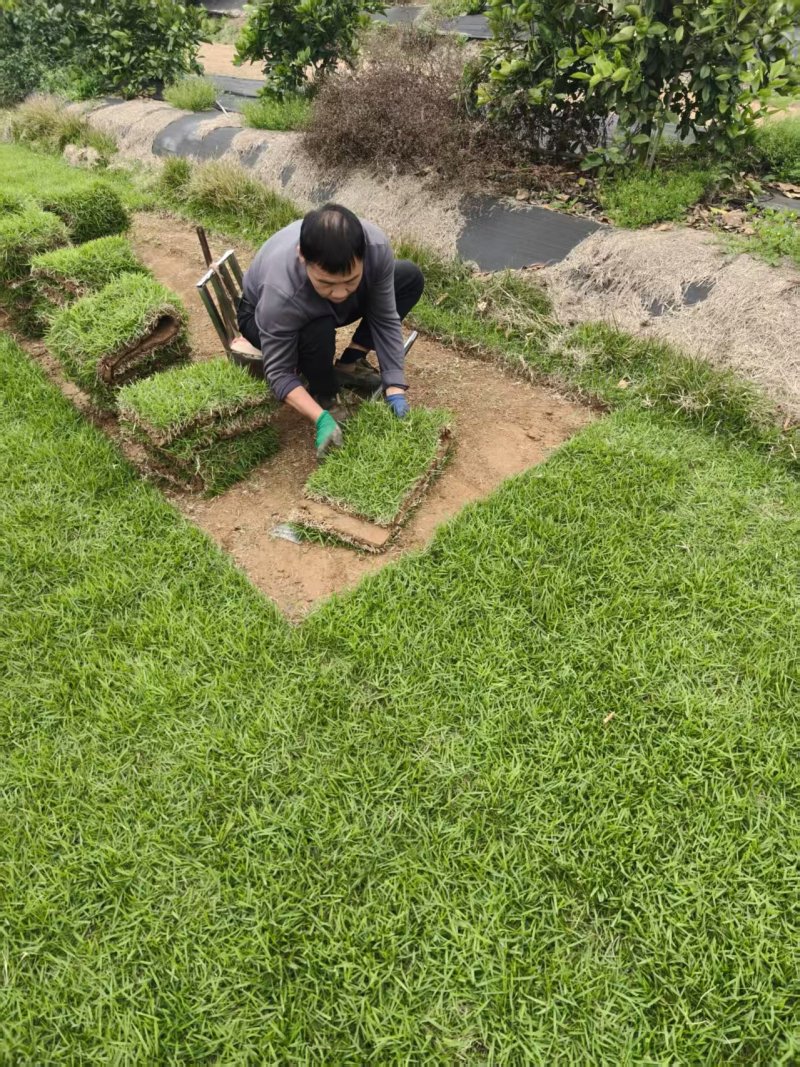 马尼拉草皮/承接园林绿化/基地直发/欢迎咨询