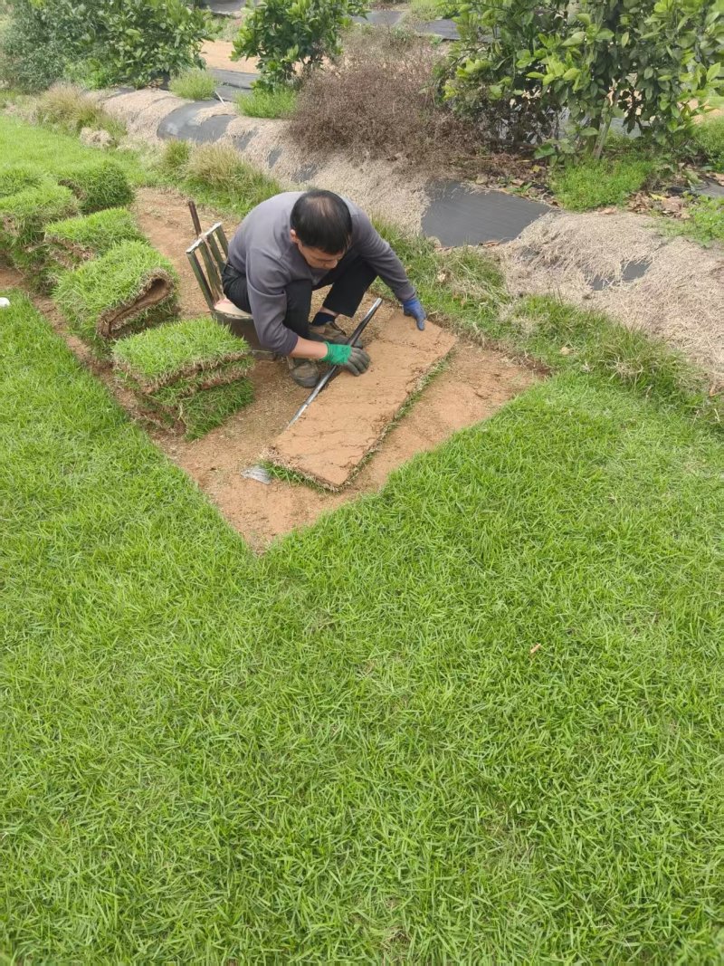 马尼拉草皮/承接园林绿化/基地直发/欢迎咨询