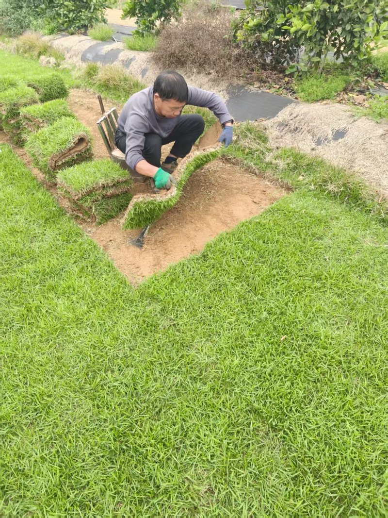 马尼拉草皮/承接园林绿化/基地直发/欢迎咨询