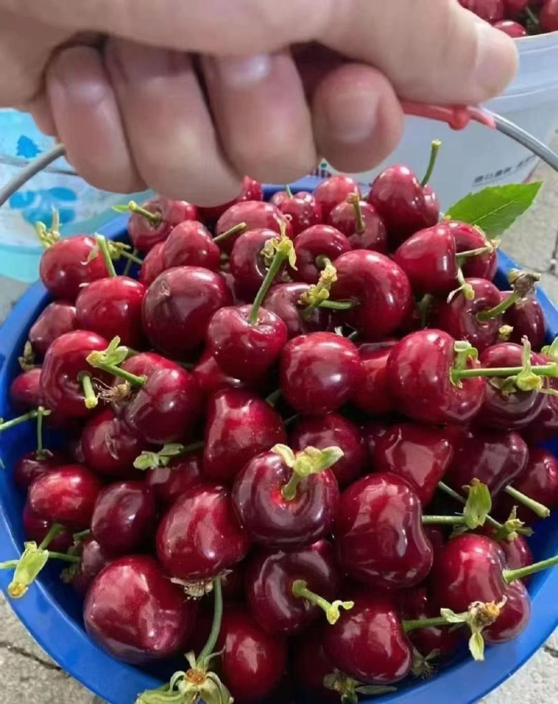 大连美早大樱桃