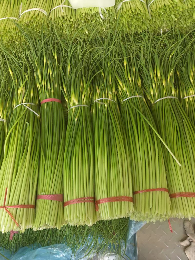 商丘产区白帽蒜薹开始上市代发全国各地市场电商欢迎一亩联系