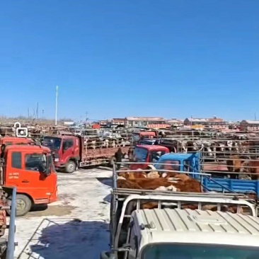 3月28号华北牲畜市场的上牛量还是这么多要买活牛现在