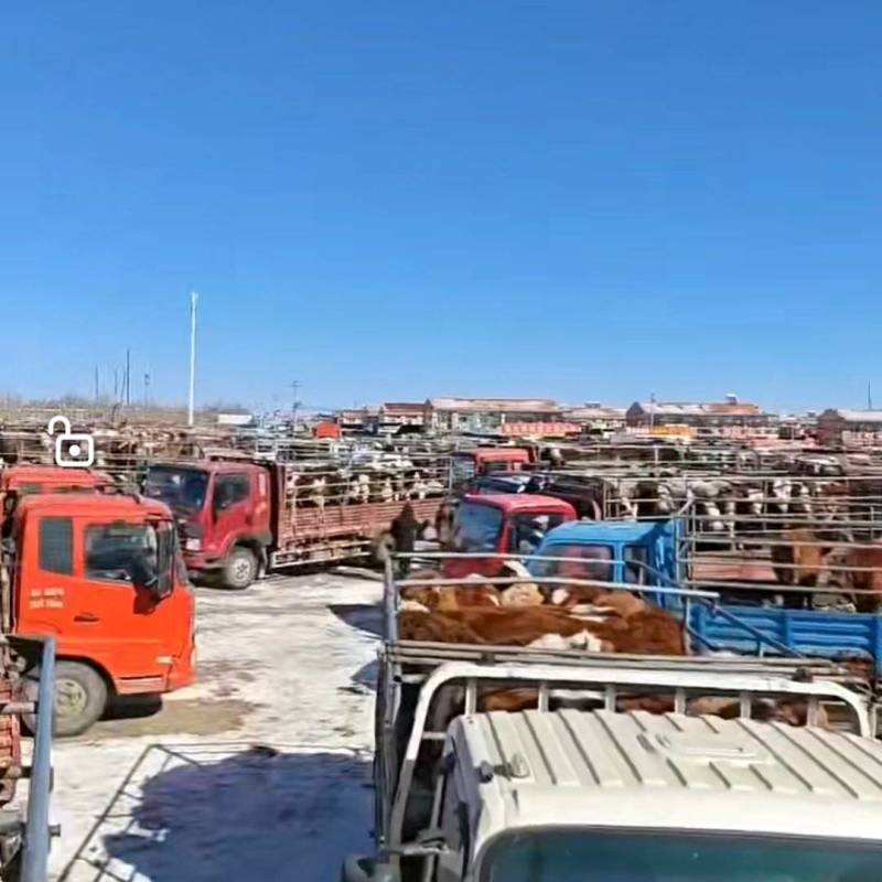 3月28号华北牲畜市场的上牛量还是这么多要买活牛现在