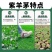紫羊茅草种子籽耐寒耐践踏草坪种籽牧草种子绿化种籽紫羊茅草
