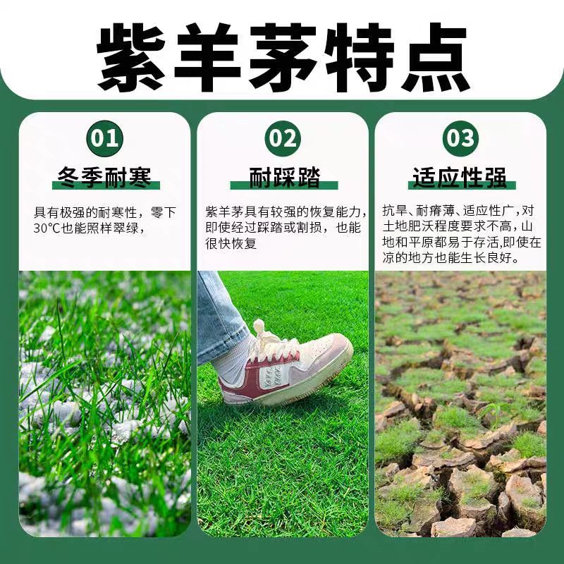 紫羊茅草种子籽耐寒耐践踏草坪种籽牧草种子绿化种籽紫羊茅草