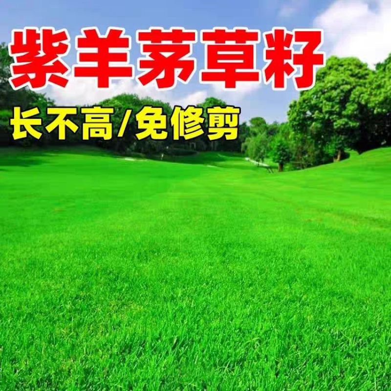 紫羊茅草种子籽耐寒耐践踏草坪种籽牧草种子绿化种籽紫羊茅草