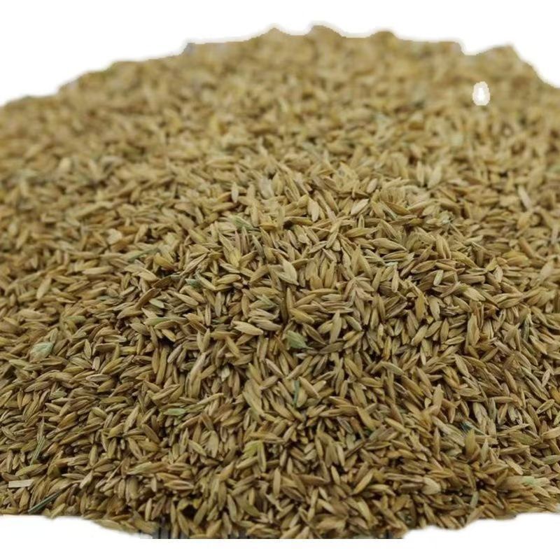 紫羊茅草种子籽耐寒耐践踏草坪种籽牧草种子绿化种籽紫羊茅草