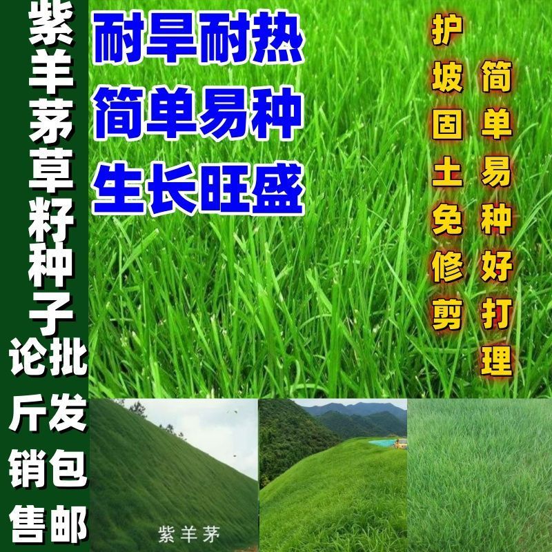 紫羊茅草种子籽耐寒耐践踏草坪种籽牧草种子绿化种籽紫羊茅草