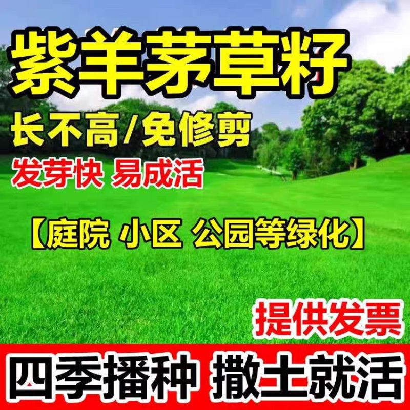 紫羊茅草种子籽耐寒耐践踏草坪种籽牧草种子绿化种籽紫羊茅草