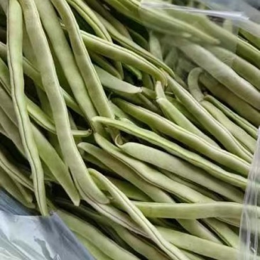 万亩大棚白芸豆大量上市中，欢迎你的到来
