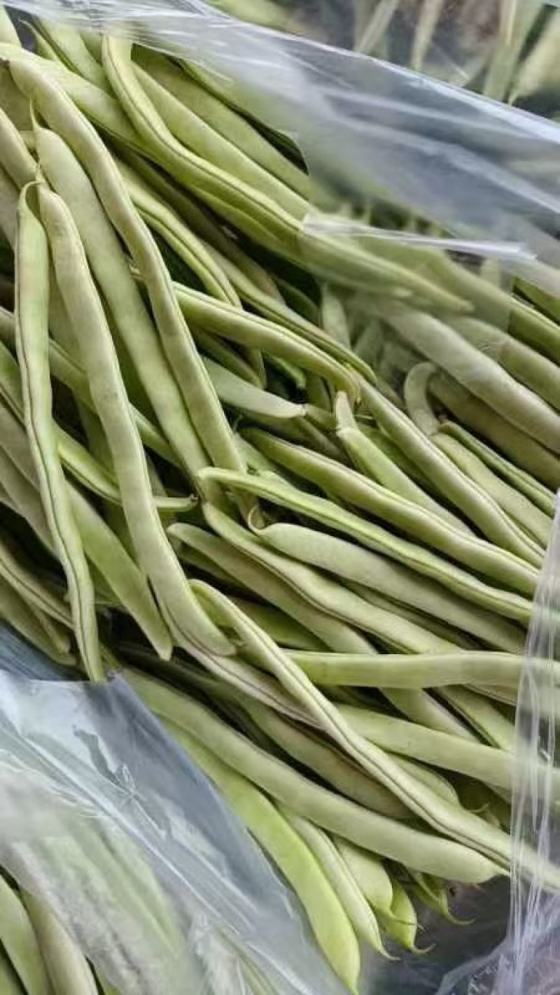万亩大棚白芸豆大量上市中，欢迎你的到来