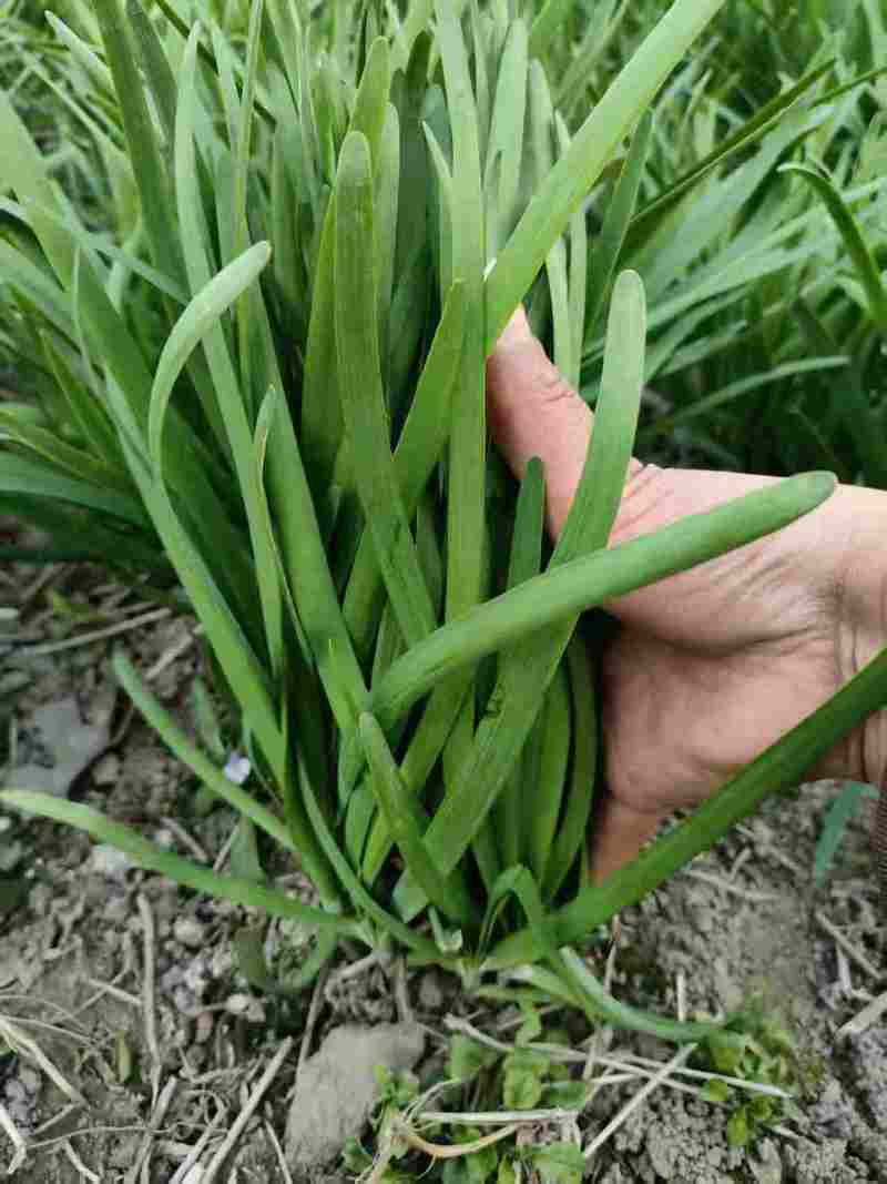 露天韭菜长期大量供应质量有保障