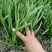 露天韭菜长期大量供应质量有保障
