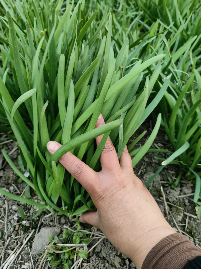 露天韭菜长期大量供应质量有保障