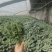 新鲜羽衣甘蓝现摘现发量大从优