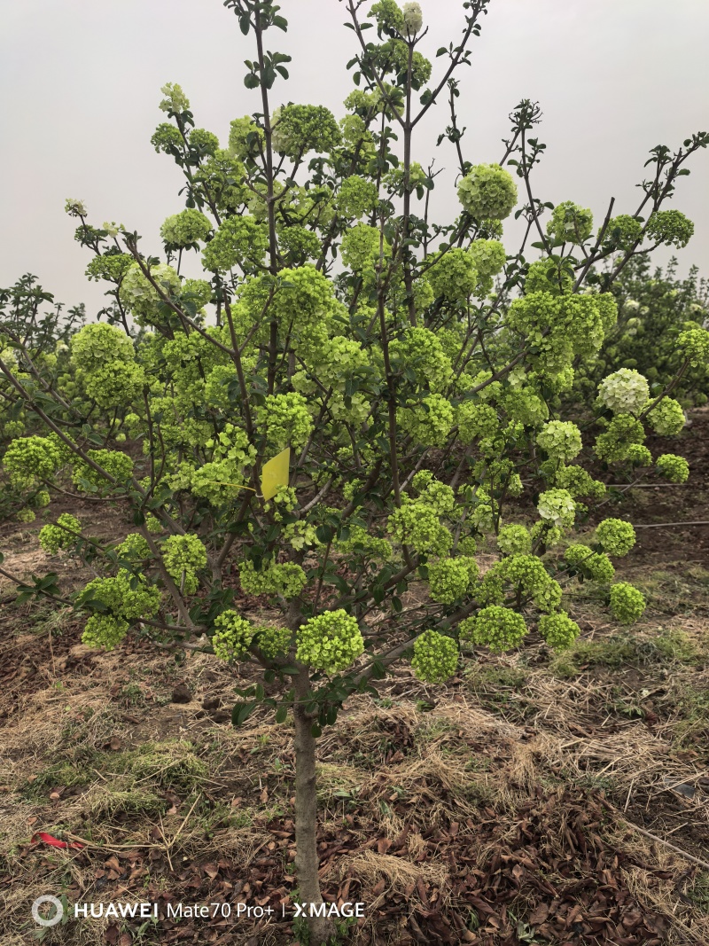 中华木绣球，大花斗球，耐寒耐热适合全国大部分地区栽种。