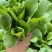 大棚鸡毛菜杭白菜