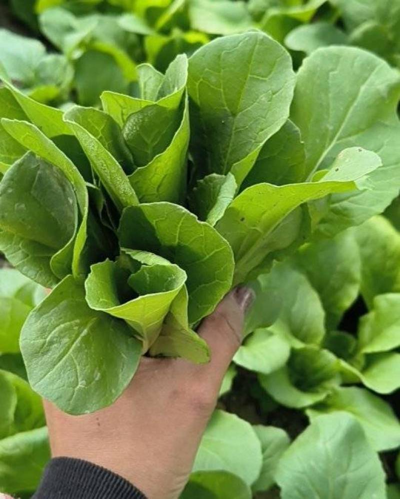 大棚鸡毛菜杭白菜