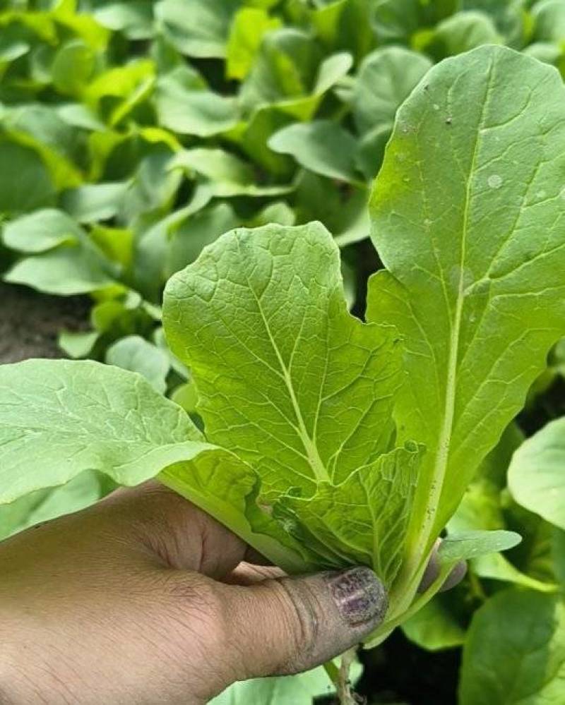 大棚鸡毛菜杭白菜