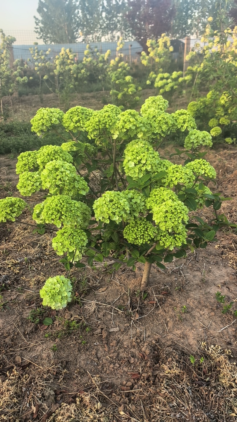 中华木绣球，大花斗球，耐热耐寒，实话全国大部分地区栽种。