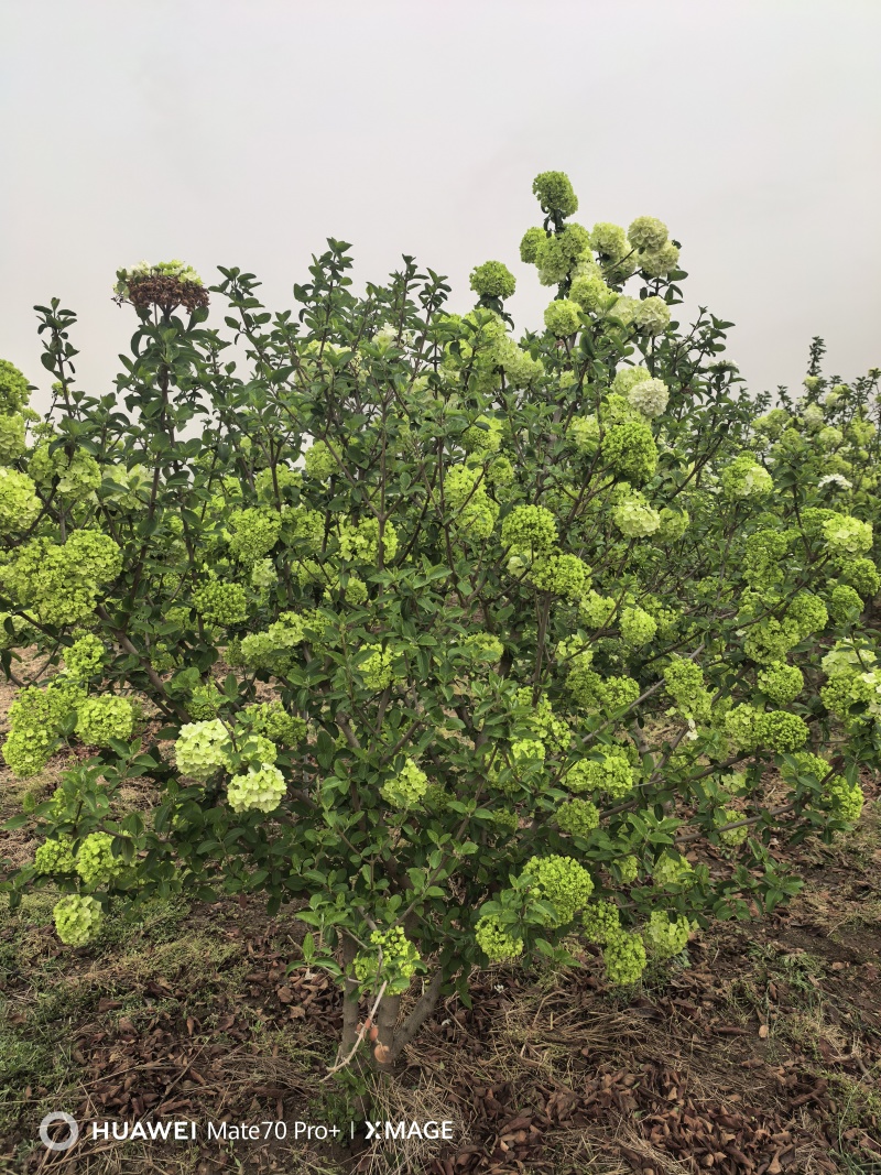 中华木绣球，大花斗球，耐热耐寒，实话全国大部分地区栽种。