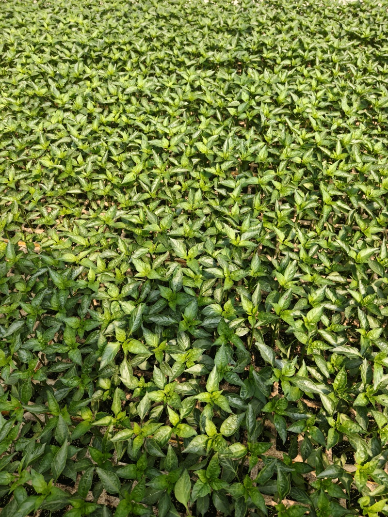 辣椒苗，朝天椒螺丝椒线椒苗/产地直发/量大从优