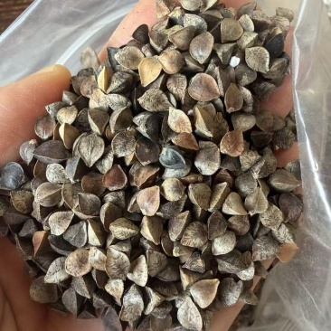 荞麦，荞麦，50斤装净粮，质量好滴很，价格低低的，厂家直