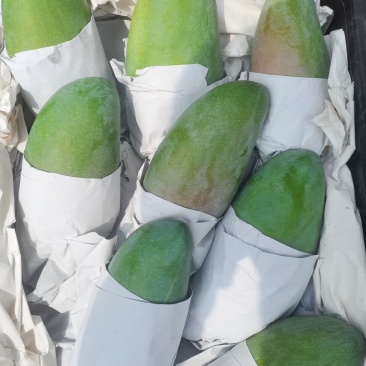 越南大青芒一级二级三级整件大果单果1-2斤