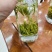 雀舌茶四川雀舌茶2026年雀舌茶包邮