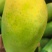 大青芒