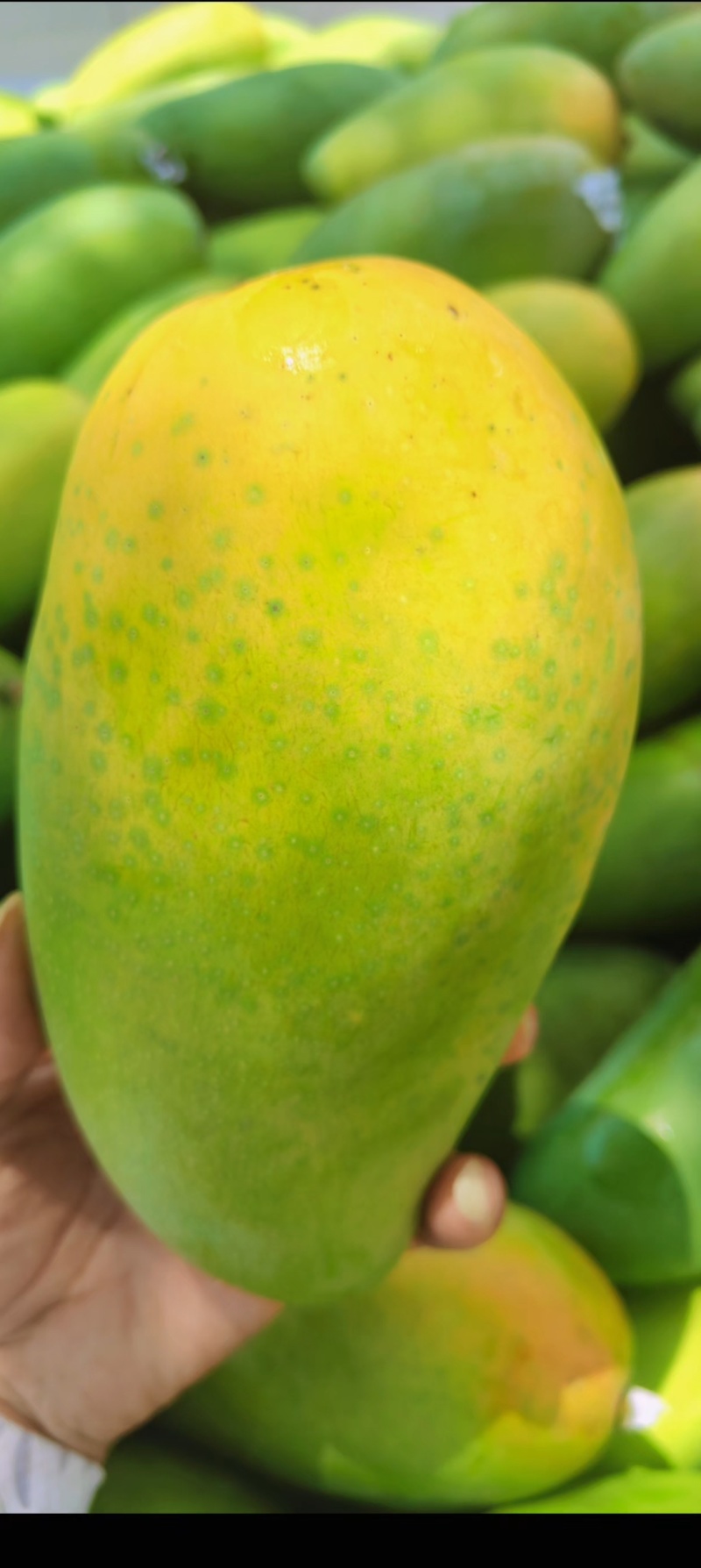 大青芒
