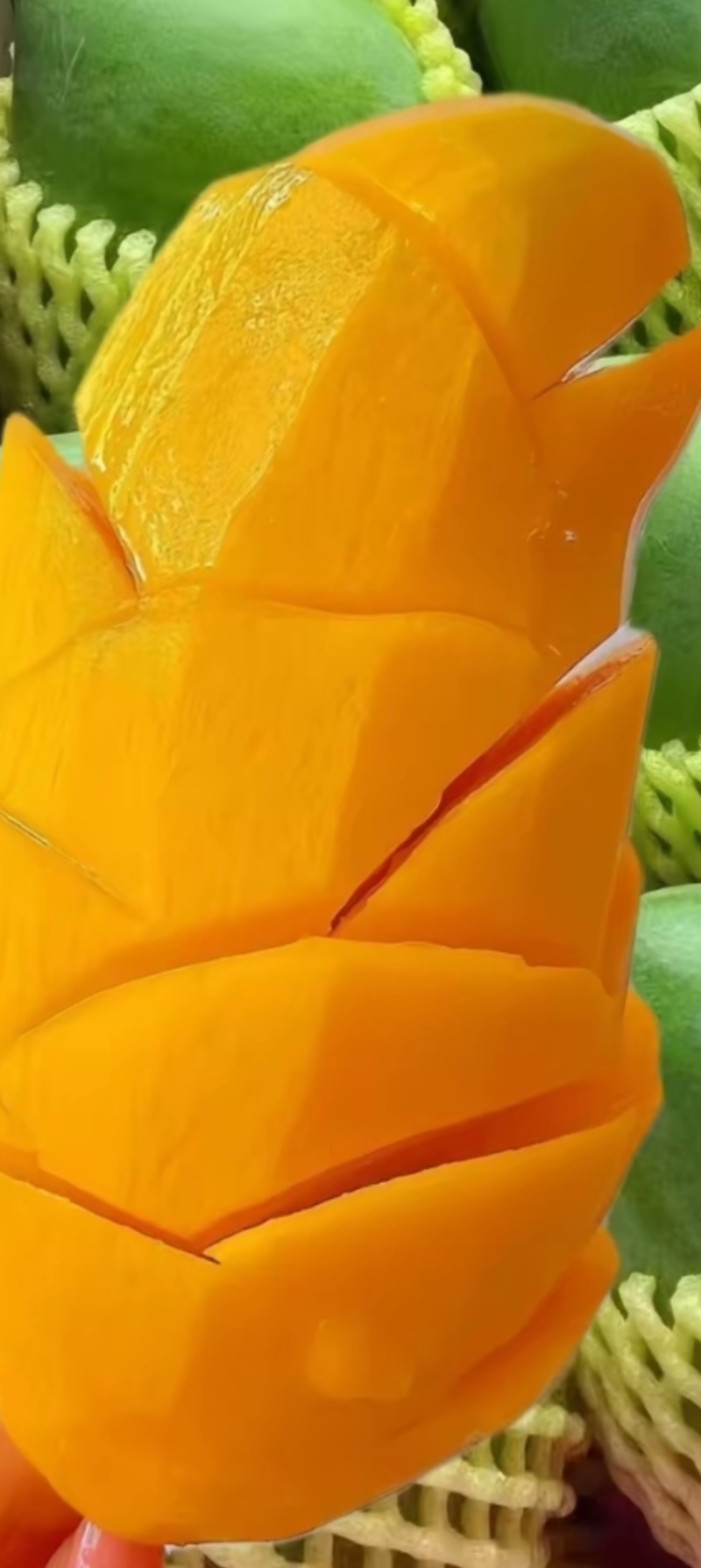 大青芒