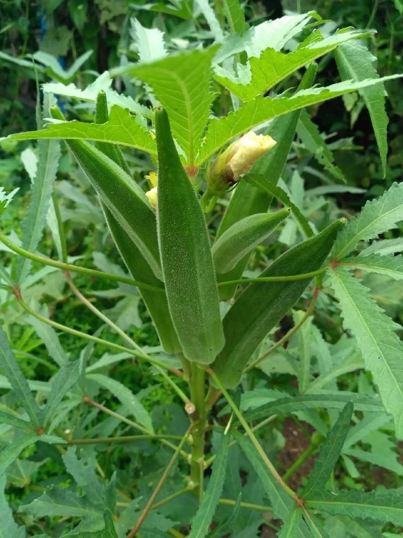 秋葵大量出售，现货