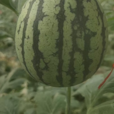 珍珠红西瓜