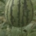 珍珠红西瓜