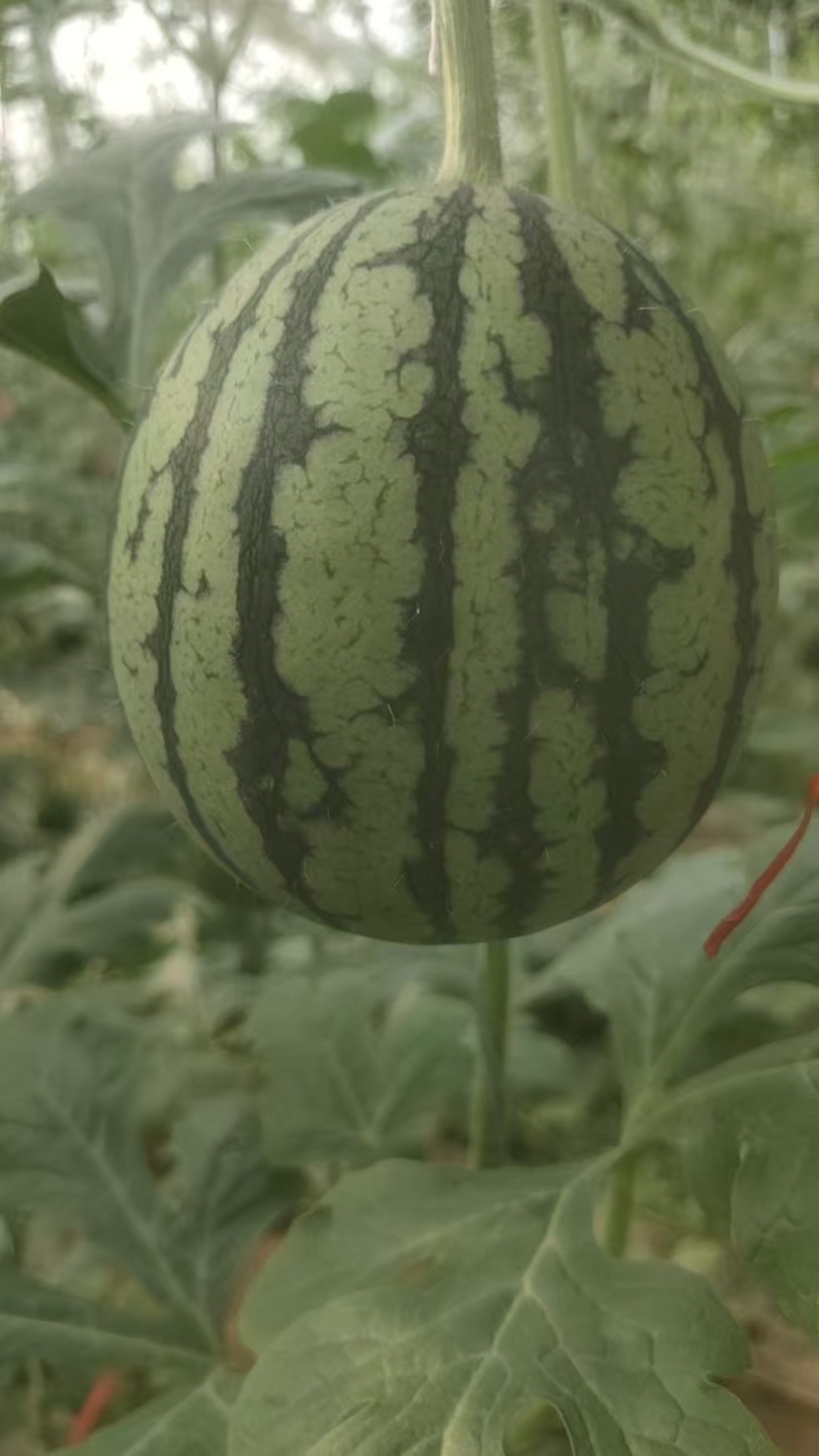 珍珠红西瓜