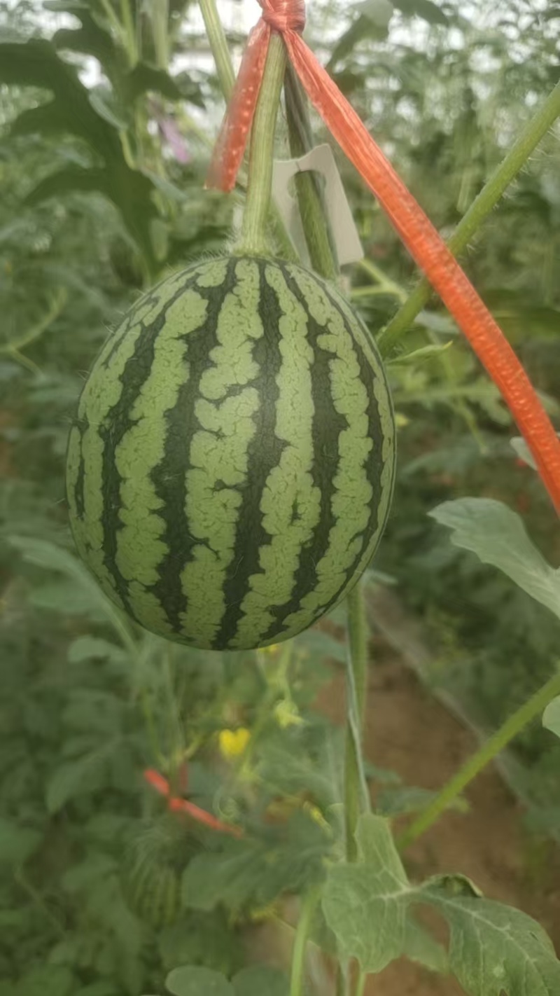 珍珠红西瓜